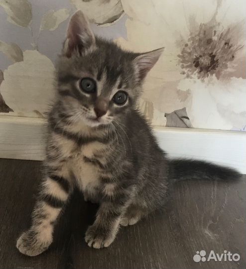 Котенок, 1,5 месяца, девочка