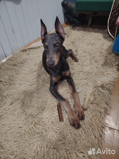 Щенки добермана