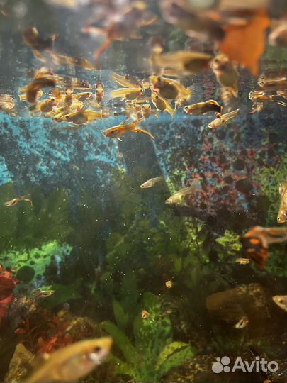 Аквариумные рыбки бесплатно