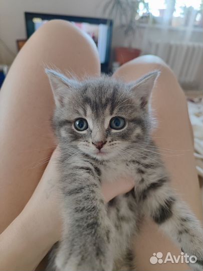 Британская кошка бесплатно