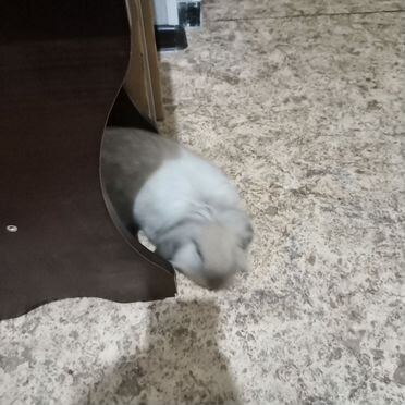 Декоративные кролики вислоухие
