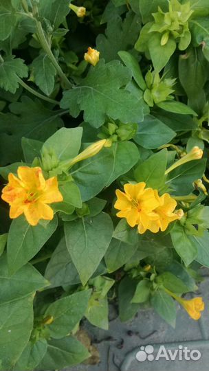 Мирабилис Ночная красавица смесь