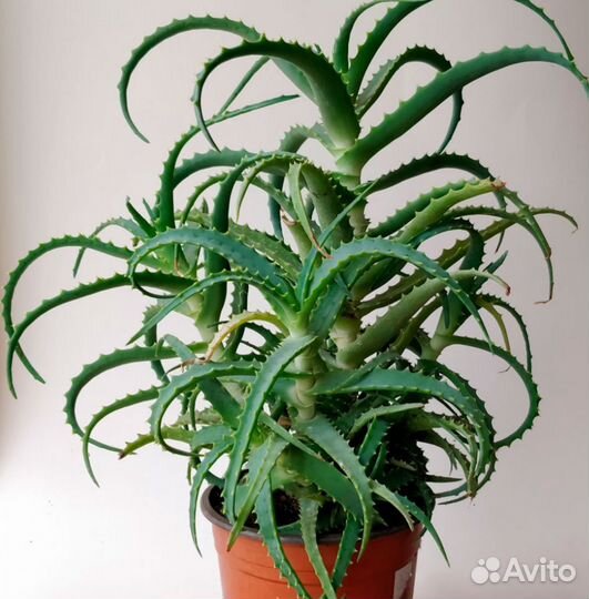 Алоэ или столетник и герань лечебная