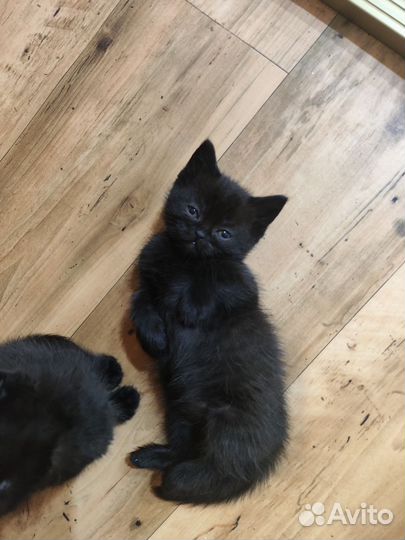 Шотландский котёнок