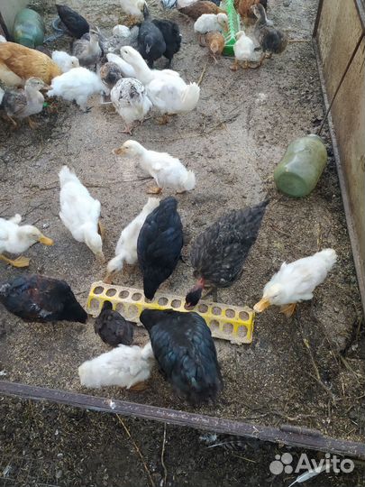 Утята,куры и петушки молодняк,цыплята