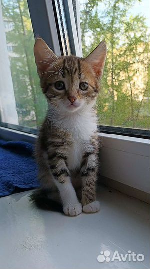 Кошечки сестренки