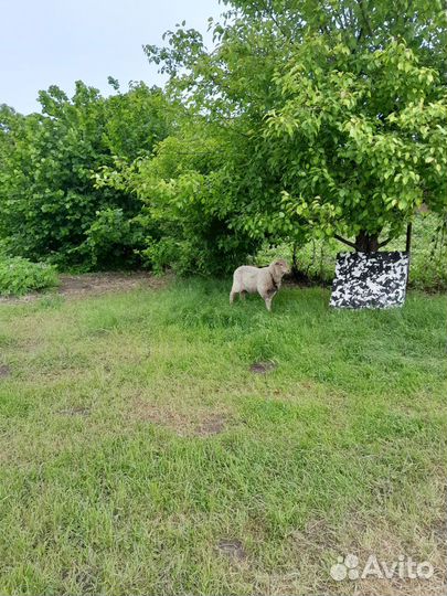 Баран на племя