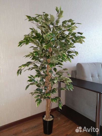 Деревья Фикуса