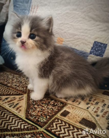 Котята отдам бесплатно