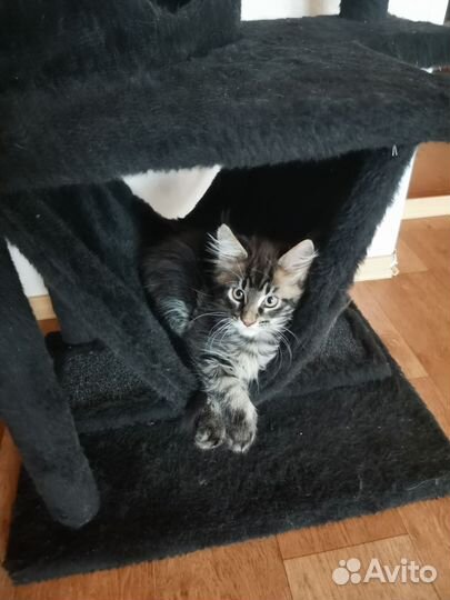 Котенок мейн-кун