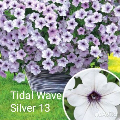 Черенки петунии