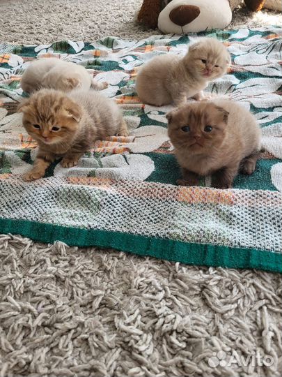 Британские вислоухие котята