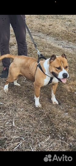 Стаффордширский терьер вязка