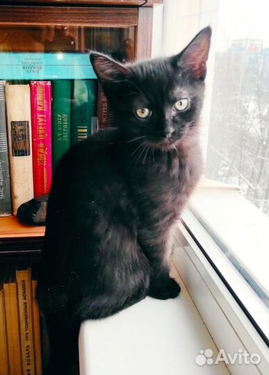 Котик (котенок) 2,5 месяца