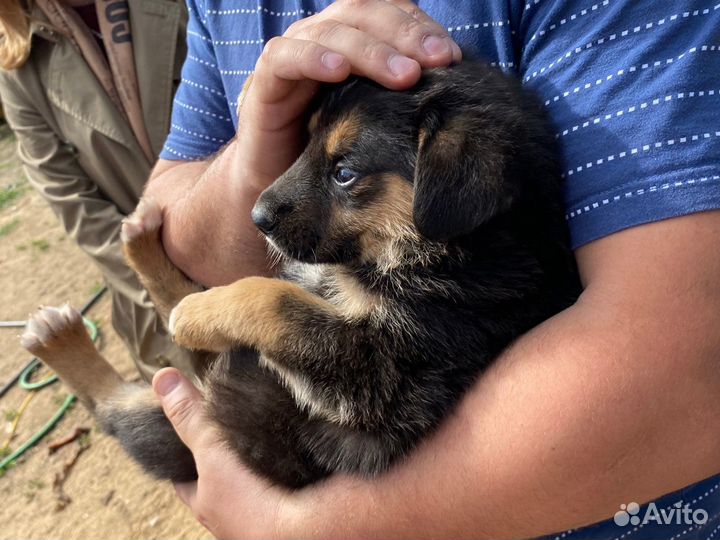 Прекрасные щеночки в хорошие руки