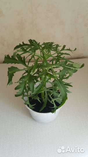 Каланхоэ Лициниата Рассечённое Суккулент