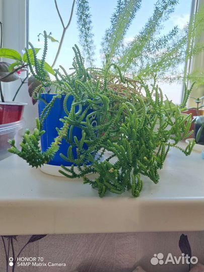 Толстянка ложноплауновидная