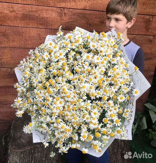 Цветы ромашки