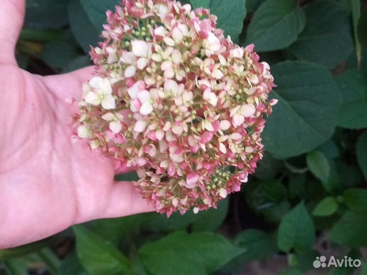 Гортензия древовидная Меджикал Пинкербелл