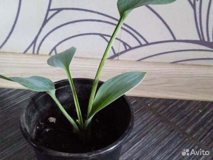 Хоста голубая