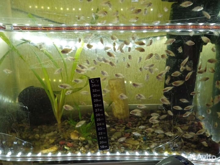 Аквариумные рыбки цихлиды