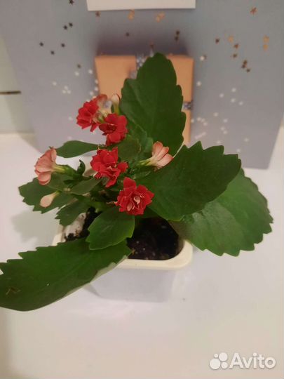 Каланхоэ цветущий