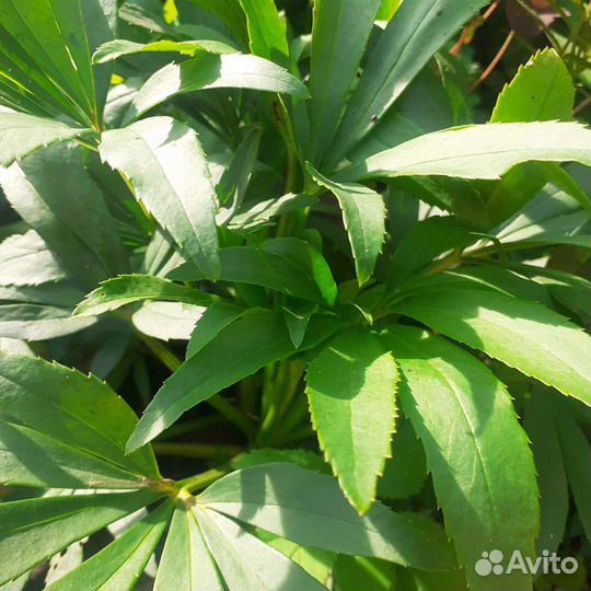 Саженцы многолетних цветов и деревьев