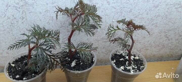 Бегонии сортовые