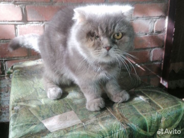 Кот в добрые руки