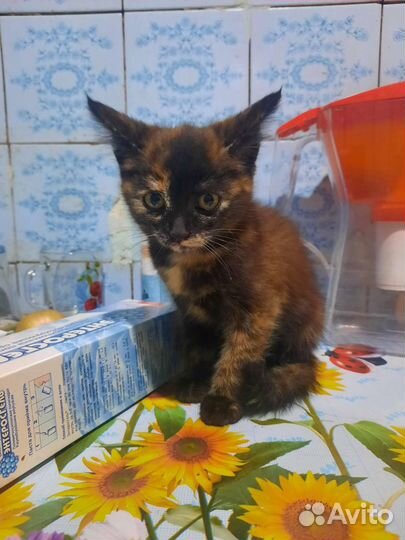 Кошка девочка в дар