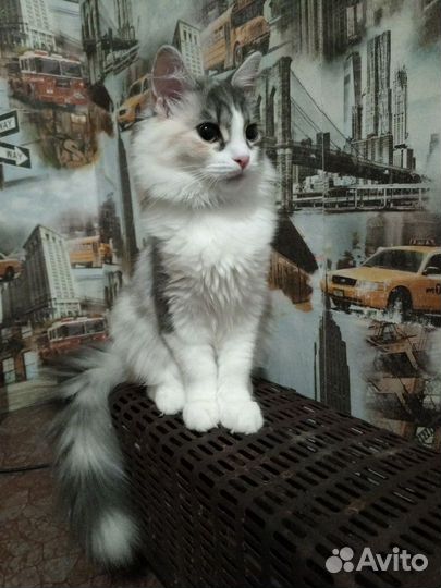 В ответственные руки