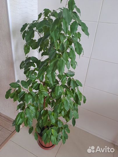 Фикус бенджамина