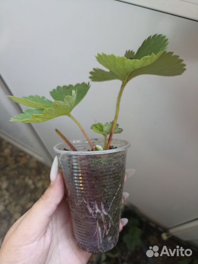 Клубника ремонтантная