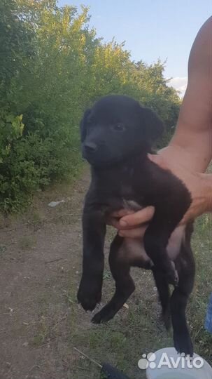 Отдам в добрые руки