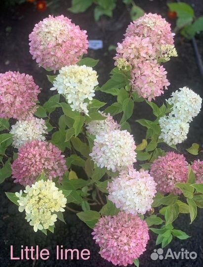 Гортензии метельчатые