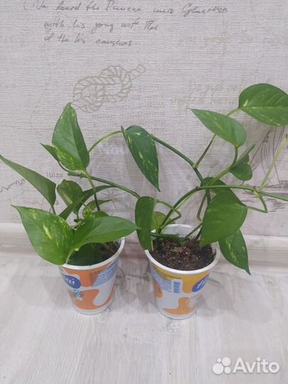 Комнатные растения