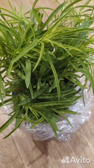 Кохия,флоксы, молочай кипарисовый, Виола