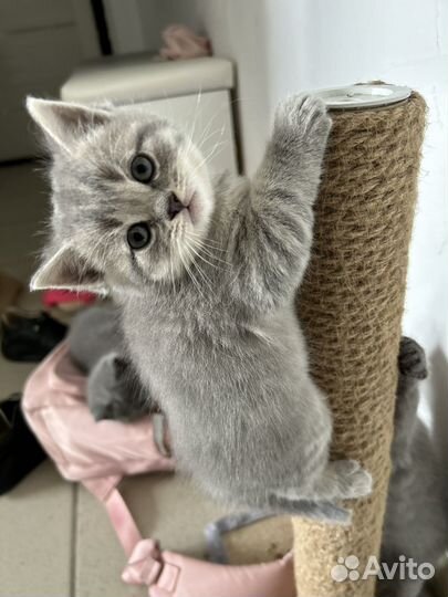 Британские котята