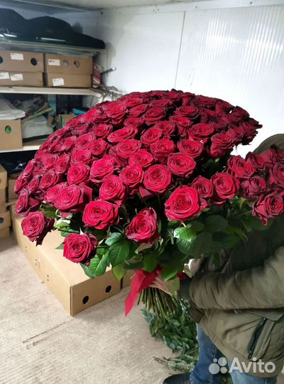 Розы, букет цветов, 101 роза, 51 роза Розы опт