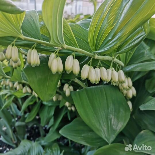 Купена (ландыш садовый)