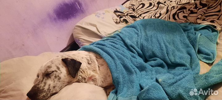 Собака в добрые руки