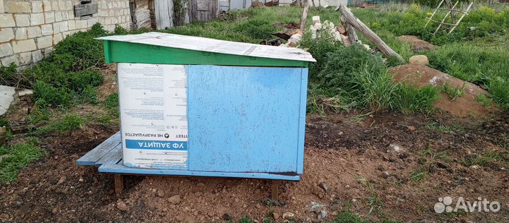 Цыплятник утятник