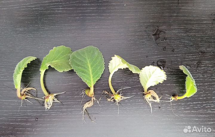 Глоксиния Бело-Фиолетовая