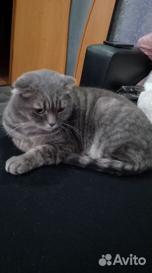 Шотландский вислоухий