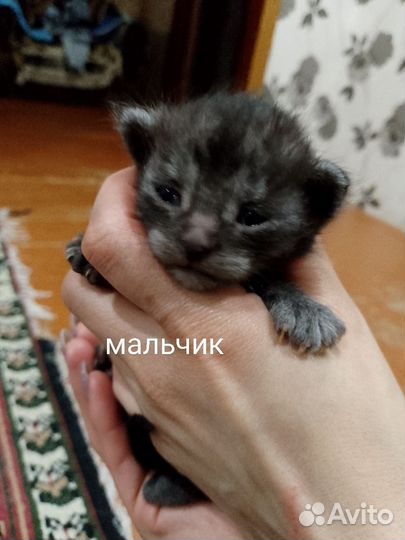 Домашние животные котята
