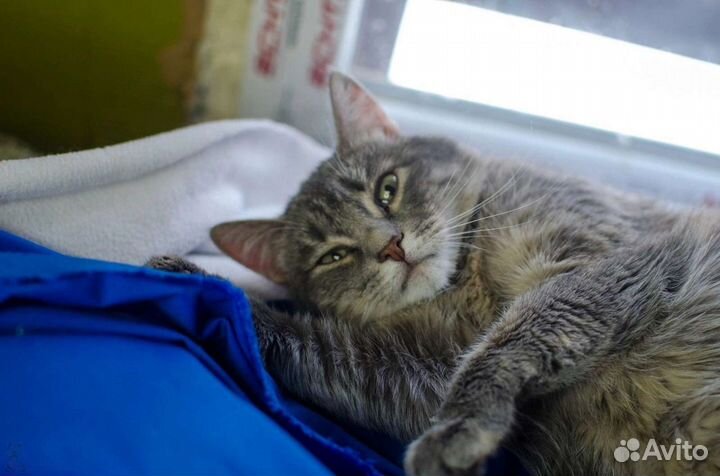 Суперласковая кошка в добрые руки бесплатно