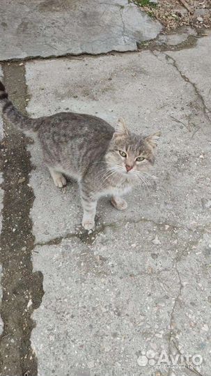 Кот ищет дом или передержку