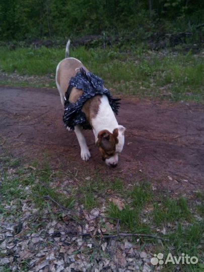 Шлейка кожаная для собаки