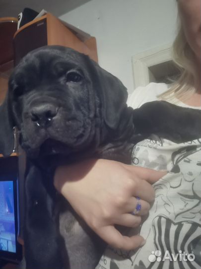 Щенки Кане Корсо