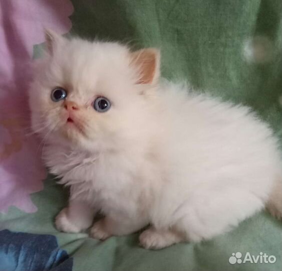 Персидские котята